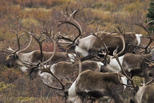 Group Bull Caribou Begin Wall Decal