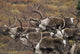 Group Bull Caribou Begin Wall Decal