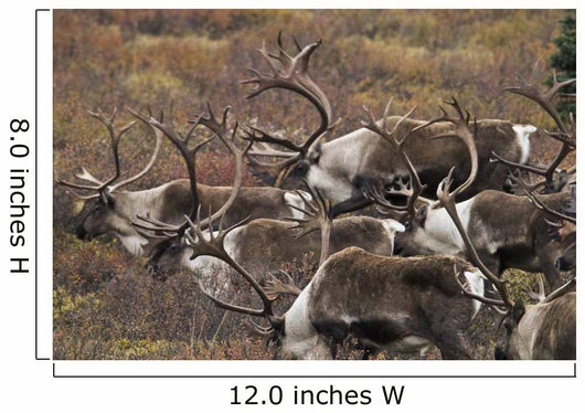 Group Bull Caribou Begin Wall Decal