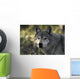 Portrait Gray Wolf USA Wall Decal