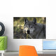 Portrait Gray Wolf USA Wall Decal