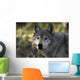 Portrait Gray Wolf USA Wall Decal