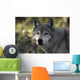 Portrait Gray Wolf USA Wall Decal