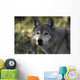 Portrait Gray Wolf USA Wall Decal