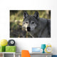 Portrait Gray Wolf USA Wall Decal