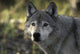 Portrait Gray Wolf USA Wall Decal
