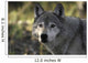 Portrait Gray Wolf USA Wall Decal