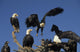 Bald Eagles Congregate Homer Wall Decal
