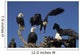Bald Eagles Congregate Homer Wall Decal