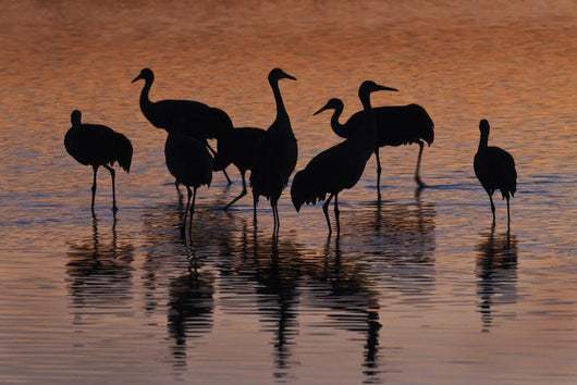 Silhouette Sandhill Cranes Wading Wall Decal