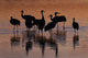 Silhouette Sandhill Cranes Wading Wall Decal