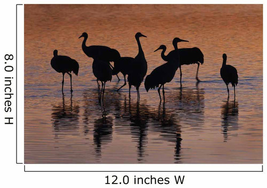 Silhouette Sandhill Cranes Wading Wall Decal