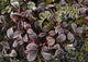Up Frost Covered Plants Wall Decal