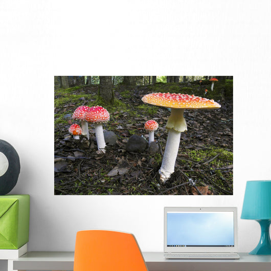 Up Fly Agaric Mushrooms Wall Decal