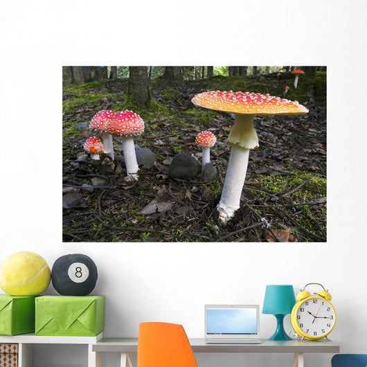 Up Fly Agaric Mushrooms Wall Decal