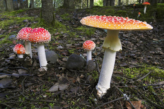Up Fly Agaric Mushrooms Wall Decal