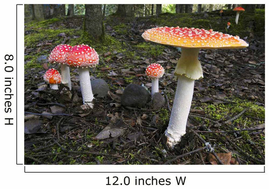Up Fly Agaric Mushrooms Wall Decal