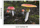 Up Fly Agaric Mushrooms Wall Decal