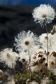 Up Mountain Avens Have Wall Decal