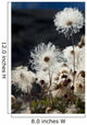 Up Mountain Avens Have Wall Decal