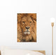 lion face Wall Mural