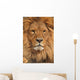 lion face Wall Mural