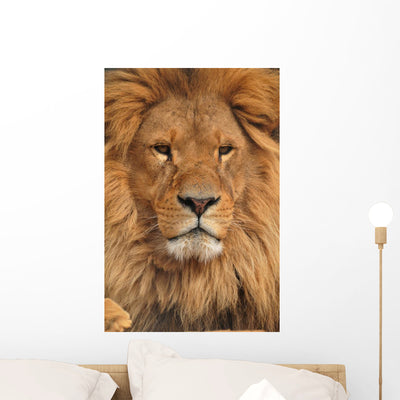 Lion Face Wall Mural shown on a wall