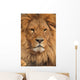 lion face Wall Mural