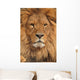 lion face Wall Mural