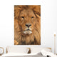 lion face Wall Mural