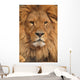lion face Wall Mural