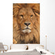 lion face Wall Mural