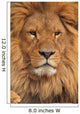 lion face Wall Mural