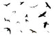 Silhouettes Birds Wall Decal Sticker Set