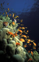 Orange Lyretail Anthies Swarming Wall Decal