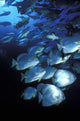 Schooling Circular Batfish Wall Decal