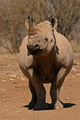 Black Rhinoceros Wall Mural