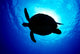 Sea Turtle Silhouette