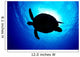 Sea Turtle Silhouette