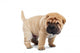 Beige Puppy Sharpei Wall Decal