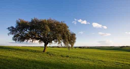 Alentejo Wall Decal