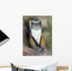 Wolf Guenon Monkey Africa Wall Mural