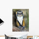 Wolf Guenon Monkey Africa Wall Mural