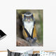 Wolf Guenon Monkey Africa Wall Mural