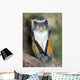 Wolf Guenon Monkey Africa Wall Mural