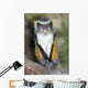Wolf Guenon Monkey Africa Wall Mural