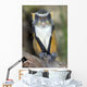 Wolf Guenon Monkey Africa Wall Mural
