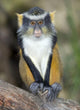 Wolf Guenon Monkey Africa Wall Mural