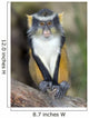 Wolf Guenon Monkey Africa Wall Mural