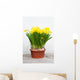 Narzissen im Fr Hling Wall Mural